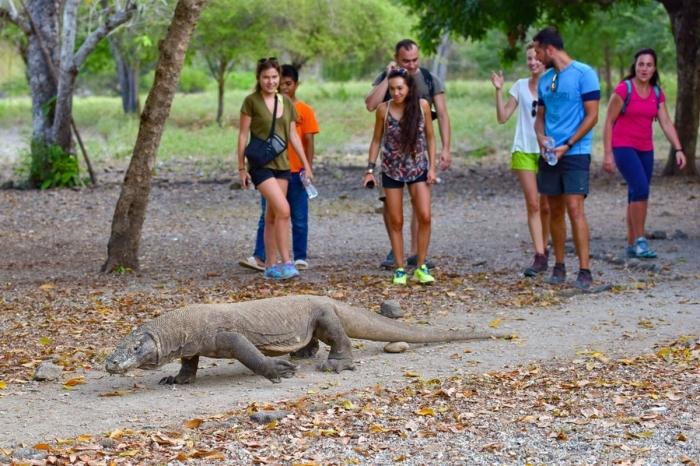Komodo Boat Tour Pengalaman Liburan Eksotis Menyusuri Keindahan Alam Flores