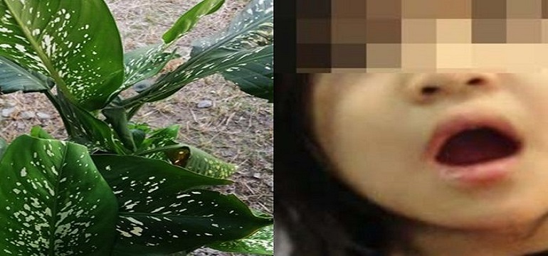 Cek Faktanya Tanaman Hias Sri Rejeki Beracun atau Tidak