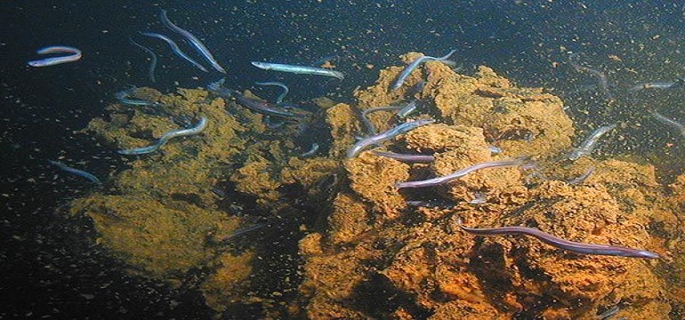 Catatkan Rekor, Ratusan Belut Kumpul di Laut Dalam Hawaii