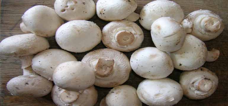 Jamur Dianggap Tak Punya Nutrisi Justru Mampu Mencegah Kanker