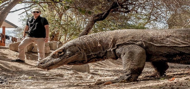 Viral Foto Komodo Menghadang Truk, Proyek Pembangunan Ini Ternyata Alasannya